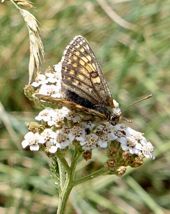 Grison's fritillary